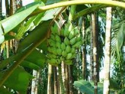 Provinsi Jawa Timur daerah penghasil pisang terbesar di Indonesia