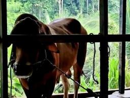 Waduh, Sapi Joko Widodo Diduga Terjangkit PMK