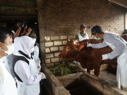 PMK Terus meluas, Sapi di Kabupaten Lumajang Mulai terjangkit