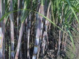 Buka Giling Tebu Tahun 2022 PG Semboro Gelar Fun Bike