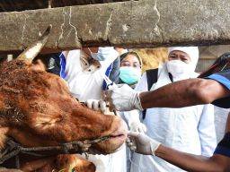 Penyakit mulut dan kuku (PMK) menyerang empat kabupaten di Jawa Timur