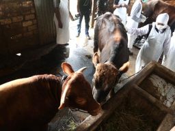 Pemerintah Lockdown ternak di 5 Kabupaten