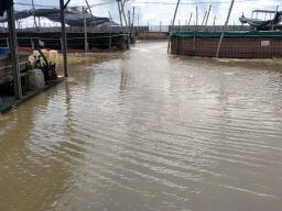 Pemerintah Harus Segera Tangani Banjir Rob Yang Menerjang Pesisir Wilayah Utara Pulau Jawa