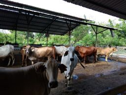 Pemerintah Tetapkan 19 Provinsi Sebagai Daerah Wabah Penyakit Mulut Dan Kuku