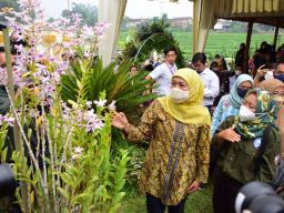 Kementerian Desa Siap kembangkan anggrek ekspor di daerah tertinggal