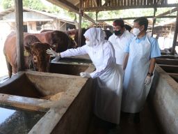 Daerah Terindikasi Wabah PMK, Penyembelihan Kurban di RPH atau Lembaga AMIL Yang Memenuhi Syarat