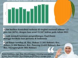 Terobosan Teknologi Pertanian Dalam Pengembangan Food Estate Mangga di Gresik