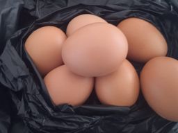 Misi Dagang India Hasilkan US$ 3,2 miliar, Tapi Harga Telur Ayam Naik Tembus 30 rb perkg