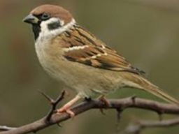 Membayangkan Wajahmu Adalah Siksa