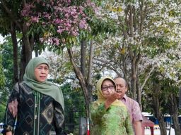 Bunga Tebebuya Alun-alun Jombang Bikin Takjub, Khofifah: Seperti Menikmati Bunga Sakura di Jepang