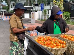 Protes Harga Tomat Anjlok, Petani Bagikan Gratis di Depan Kantor Pemkab Jember