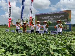 Produktifitas Edamame di Jember Naik 6 Persen
