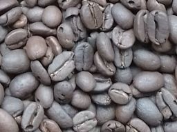 Berkah Bumi Aku Panen Malam Ini