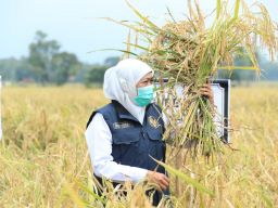 Gubernur Khofifah Mendorong Berkembangnya Food Estate serta Pekarangan Pangan Lestari