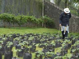 Disalurkan, Puluhan Ribu Bibit Cabai dan Bawang Merah