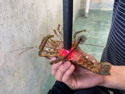 Universitas Brawijaya Kembangkan Teknologi Laser Untuk Mempercepat Produksi Benih Lobster