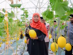 Green House Masjid Al-Akbar, Tanam Tiga Varietas Golden Melon