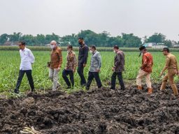 Siapkan 700 Hektar Untuk Tanam tebu, Presiden Jokowi Targetkan Indonesia Swasembada Gula