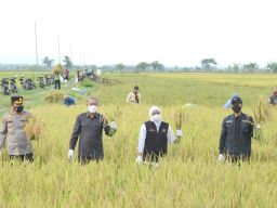 Tidak Perlu Impor Beras, Produksi Gabah Kering Giling Jawa Timur Tertinggi  Secara Nasional