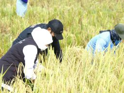 Surplus Beras Kabupaten Ngawi Tertinggi Se-Indonesia, Stok Beras Jatim Aman