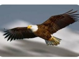 Belajar Pada Burung Elang