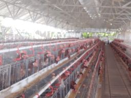 Populasi Ayam Petelur Di Jatim 52,9 Juta ekor, 28 Persen Dari Populasi Ayam Petelur Nasional.