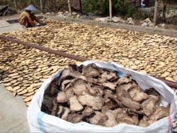 Peluang Ekspor Dua Porang dan Sarang Burung Walet  Jawa Timur Ke Tiongkok Sangat Besar