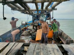 Satgas Ilegal Fishing Tangkap 54 Nelayan Trawl Di Perairan Kenjeran Alur Perairan Timur Surabaya