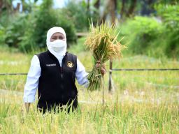 Jatim Masuki Panen Raya Maret 2023, Harga Gabah Petani Diputuskan Naik