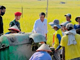 Mumpung Masih Ada Hujan Habis Panen Langsung Tanam Lagi