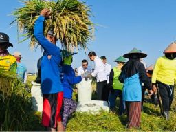 Jokowi Tinjau Panen Raya Padi Di Ngawi, Produktivitas Pertanian Di Indonesia Berbeda-beda