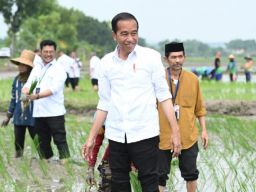 Presiden Jokowi Apresiasi Penggunaan Pupuk Organik Oleh Petani Tuban
