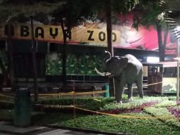 Night Zoo Diminta Hadirkan Inovasi, Bukan Cuma Sekedar Tontonan Hewan