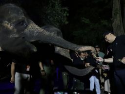 Catatan Komisi B Seputar Trial KBS Night Zoo