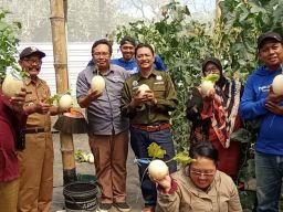 Pemdes Karangpandan Sulap TKD Jadi areal Tanam Holtikutura Buah Melon Premium Kualitas Ekspor