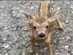 Bakti Anak Rusa Kepada Ibunya