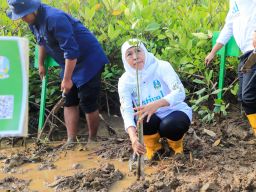 Gubernur Khofifah Dorong Hilirisasi dari Pengembangan Ekosistem Mangrove