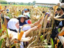 Gubernur Khofifah: Peningkatkan Produktivitas Pertanian Harus Selaras dengan Kesejahteraan Petani