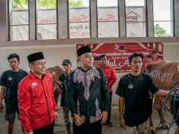 Potong 14 Sapi, PDIP Surabaya: Iduladha Momen Perkuat Gerakan ke Akar Rumput