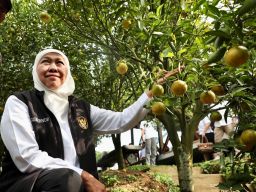 Wisata Petik Jeruk 55, Magnet Baru Wisatawan di Kota Batu