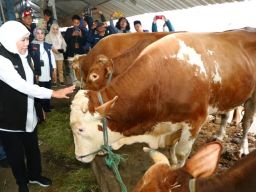 Ketersediaan Hewan Kurban di Jatim Surplus, Bagaimana Nasib Peternak?