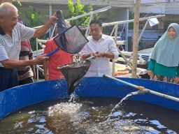 Harga Pakan Ikan Tinggi, Kelompok Budidaya Ikan Air Tawar di Surabaya Sambat