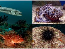 Waspada Biota Laut Berbahaya Bagi Nelayan Kondang Merak Kabupaten Malang