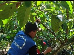 Tingkatkan Produksi, PDP Kahyangan Lakukan Pelatihan PLP Pohon Kopi