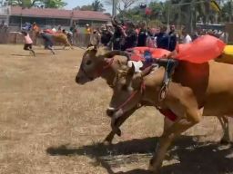 120 Pasang Sapi Kerapan Berlomba di Desa Tanggul Wetan Jember