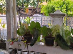 Lapak Dan Kursi Hanya Hadir Sebagai Produk Perjuangan