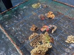 Dosen UB Dampingi Transplantasi Terumbu Karang Di Grand Watu Dodol Banyuwangi