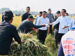 Panen Raya Semester Kedua, Jokowi: Cadangan Beras Nasional Diharapkan Bertambah