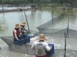 Alhamdulillah, 410 Pokdakan Lamongan Terima Bantuan Pupuk Dari Pemerintah Pusat