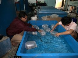 Jurusan Perikanan UMM Kembangkan Teknologi Udang Vaname Air Tawar Skala Rumah Tangga